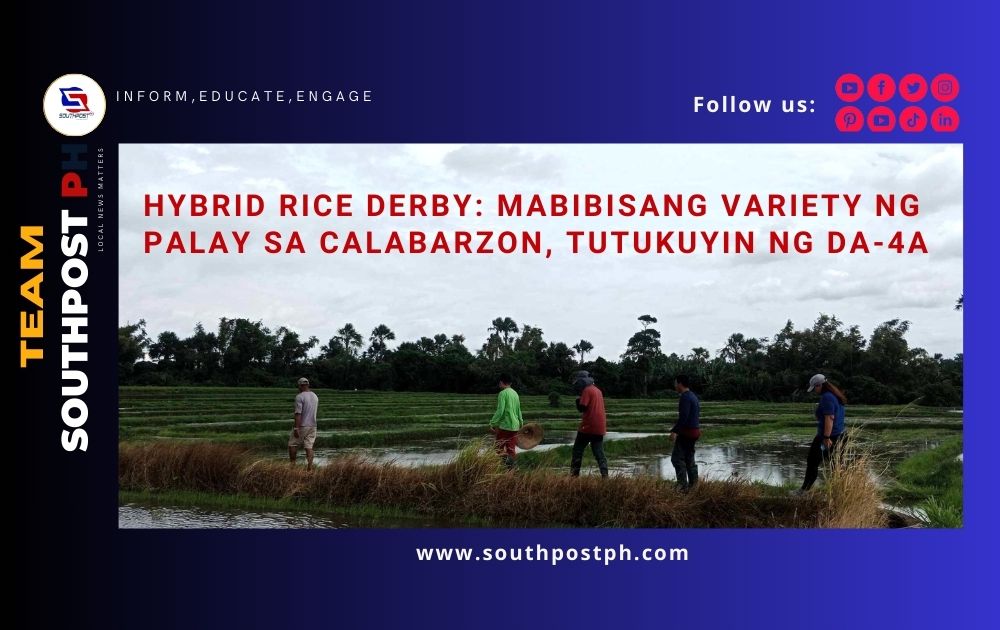 Hybrid Rice Derby; Mabibisang variety ng palay sa CALABARZON, tutukuyin ng DA-4A